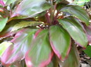 Cordyline Terminalis